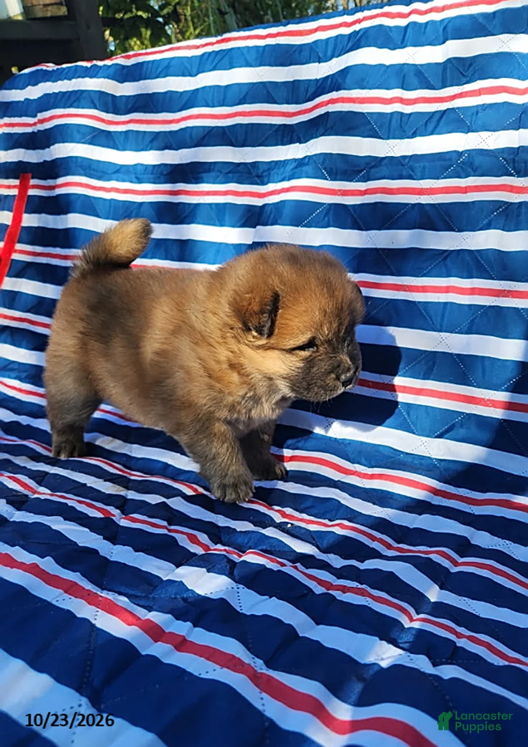 Chow Chow dogs for sale: Willow - Ad 2