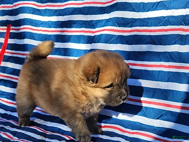 Chow Chow dogs for sale: Willow - Ad 2