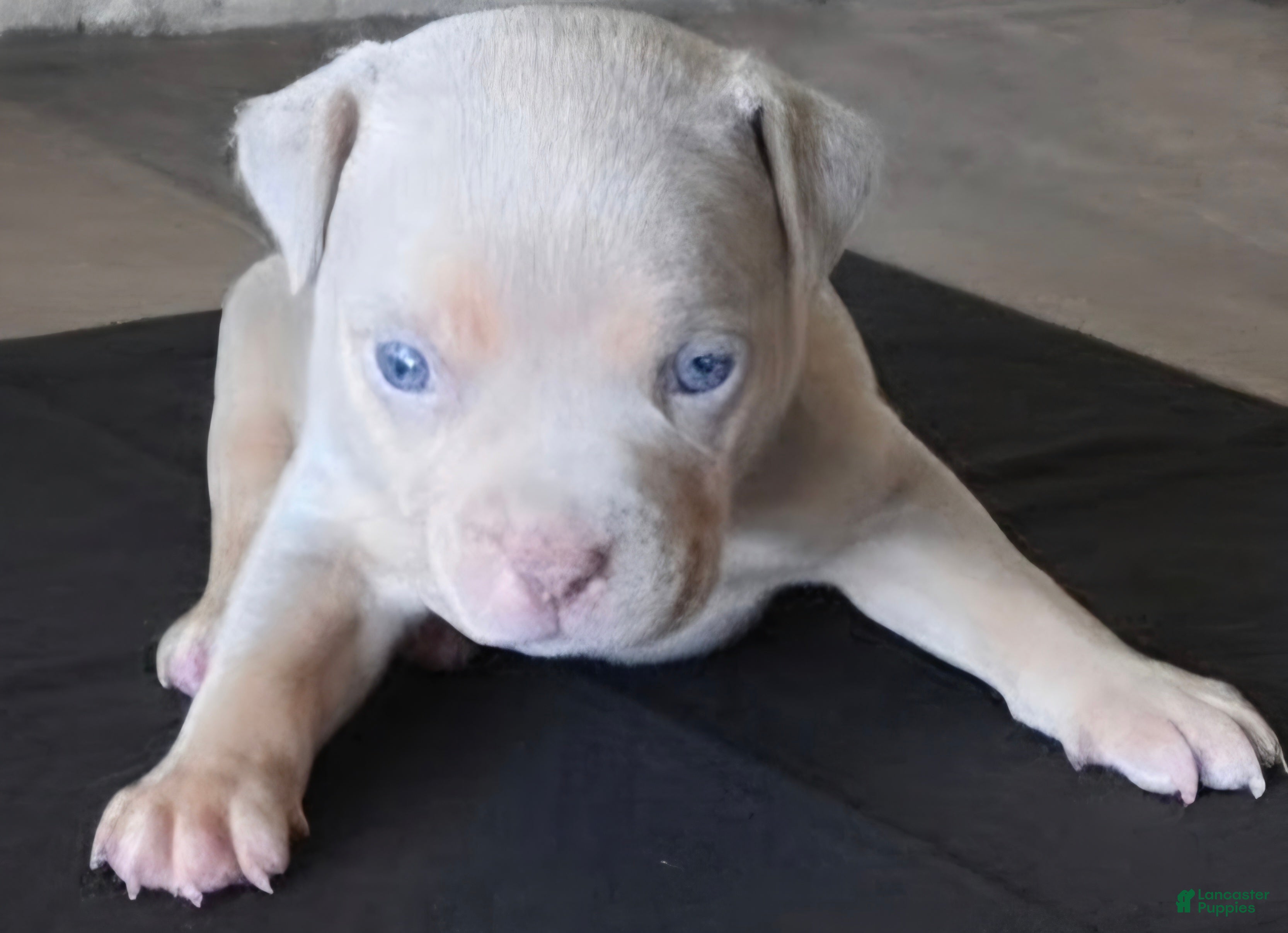American Bully dogs Golden - Ad 1