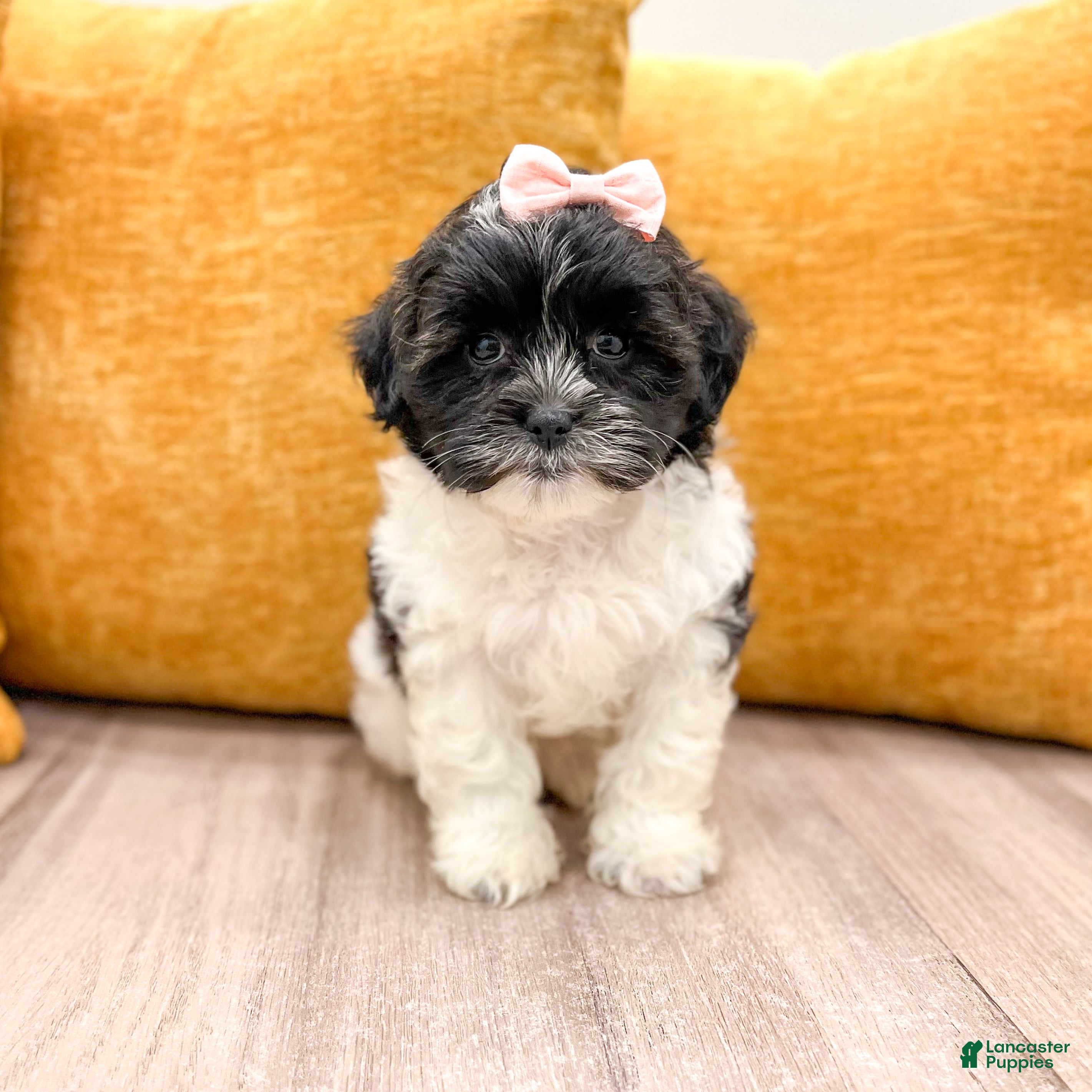 Shihpoo dogs Queenie - Ad 1