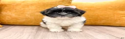 Shihpoo dogs for sale: Queenie - Ad 1