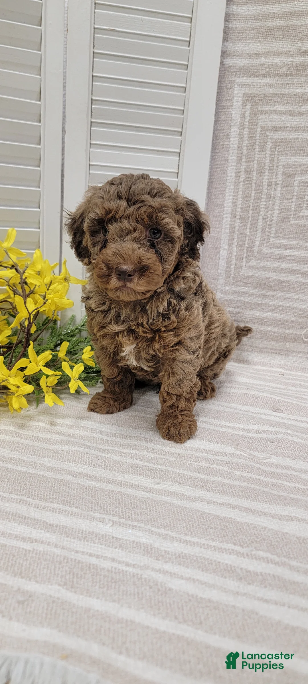 Cockapoo dogs for sale: Rocky - Ad 2