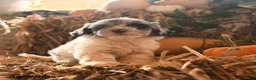 Havapoo dogs for sale: Bubbles - Ad 3