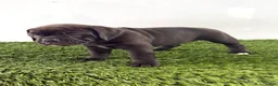 Olde English Bulldogge dogs for sale: Lani - Ad 4
