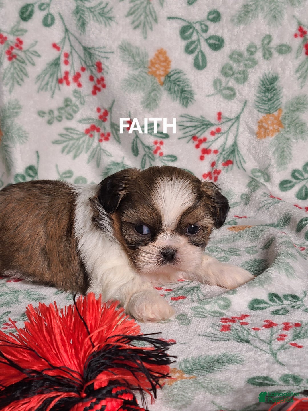 Shih Tzu dogs for sale: Faith  - Ad 4