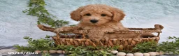 Bichpoo dogs for sale: Hansen - Ad 3