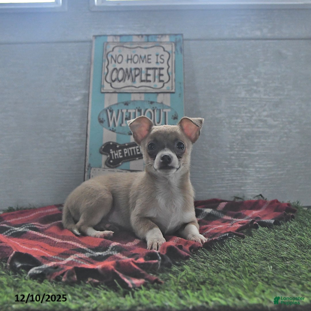 Chihuahua dogs for sale: Fritz - Ad 3