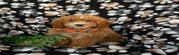 Mini Goldendoodle dogs for sale: Cody Hypoallergenic - Ad 1