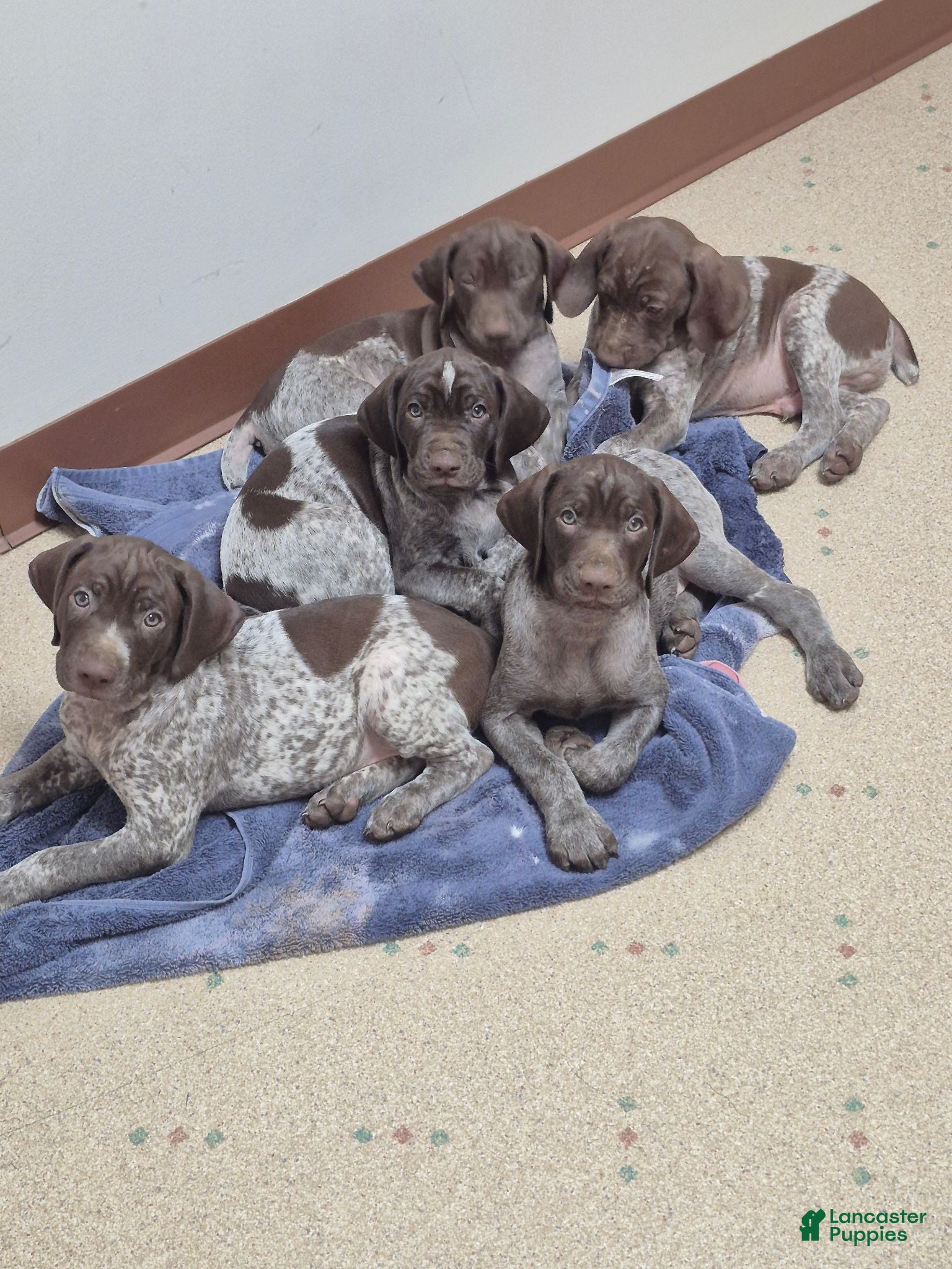 German Shorthaired Pointer dogs 3 German Shorthaired Pointer puppies  - Ad 39