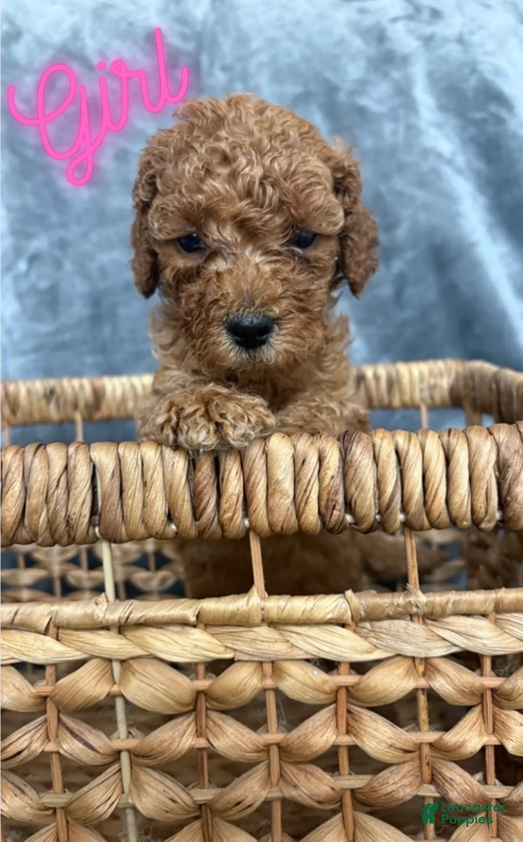 Goldendoodle dogs for sale: Goldendoodle Puppy 3 - Ad 1