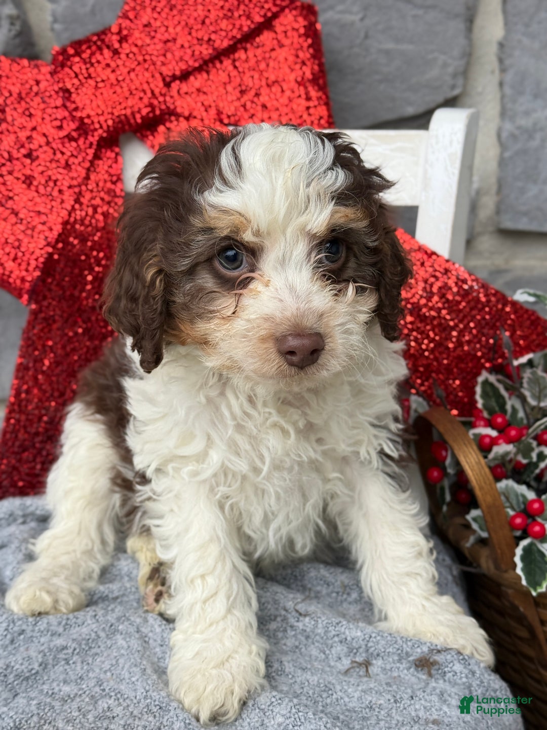Cavapoo dogs for sale: Arlo - Ad 6