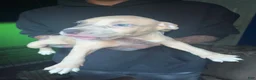 American Pit Bull Terrier dogs for sale: American Pit Bull Terrier 1 - Ad 4