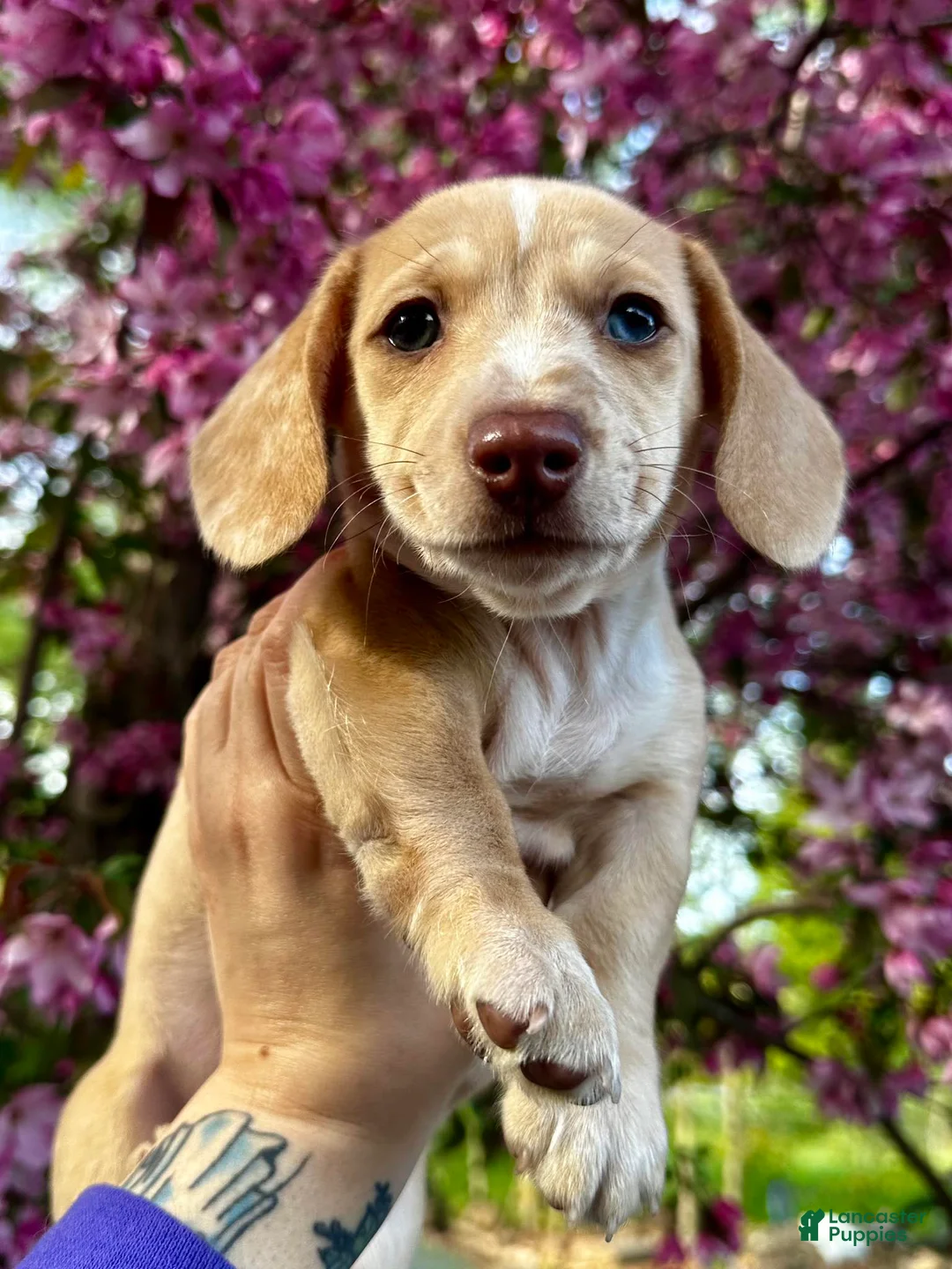 Miniature Dachshund dogs for sale: Blue Collar - Ad 1