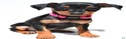 Miniature Pinscher dogs for sale: Bailey - Ad 4