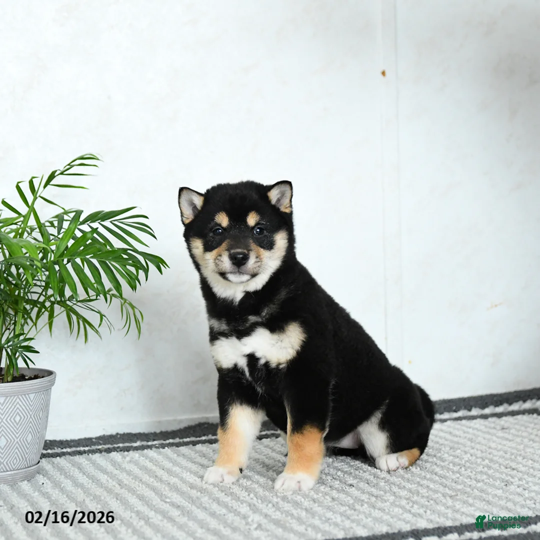 Shiba Inu dogs for sale: Bubbles - Ad 3