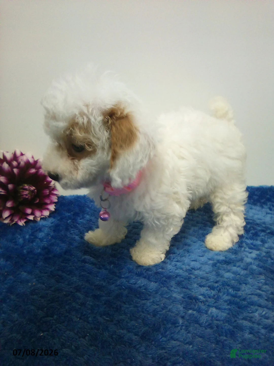 Toy Poodle dogs for sale: Wanda - Ad 5