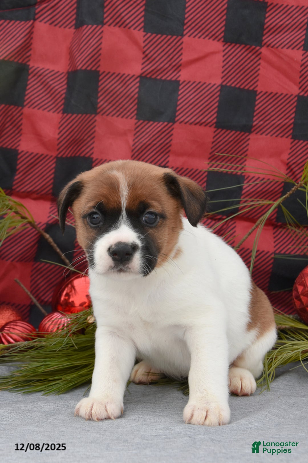 Jack Russell Terrier dogs for sale: Noel - Ad 1