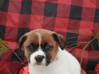 Jack Russell Terrier dogs Noel - Ad 17