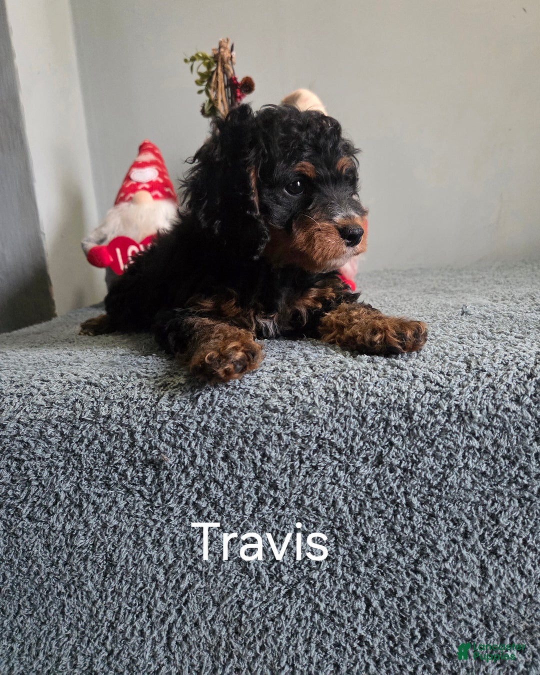 Cavapoo dogs for sale: Travis - Ad 7