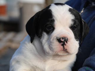 Mixed Breed dogs Snoopy - Ad 40