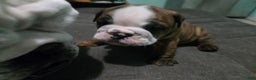 English Bulldog dogs for sale: Charlie Brown - Ad 3