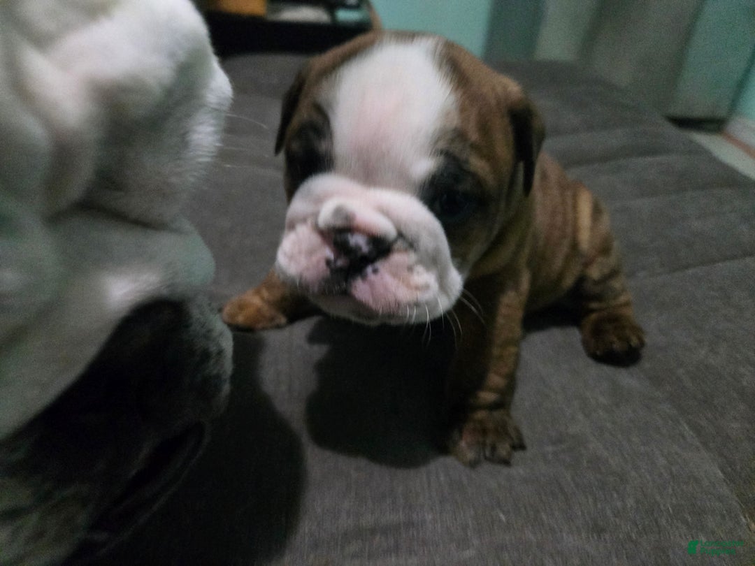 English Bulldog dogs for sale: Charlie Brown - Ad 3
