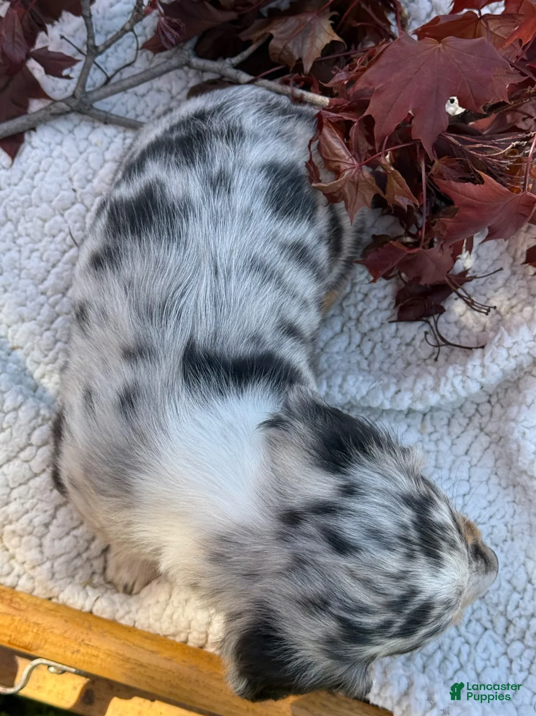 Miniature Dachshund dogs for sale: Beau - Ad 2