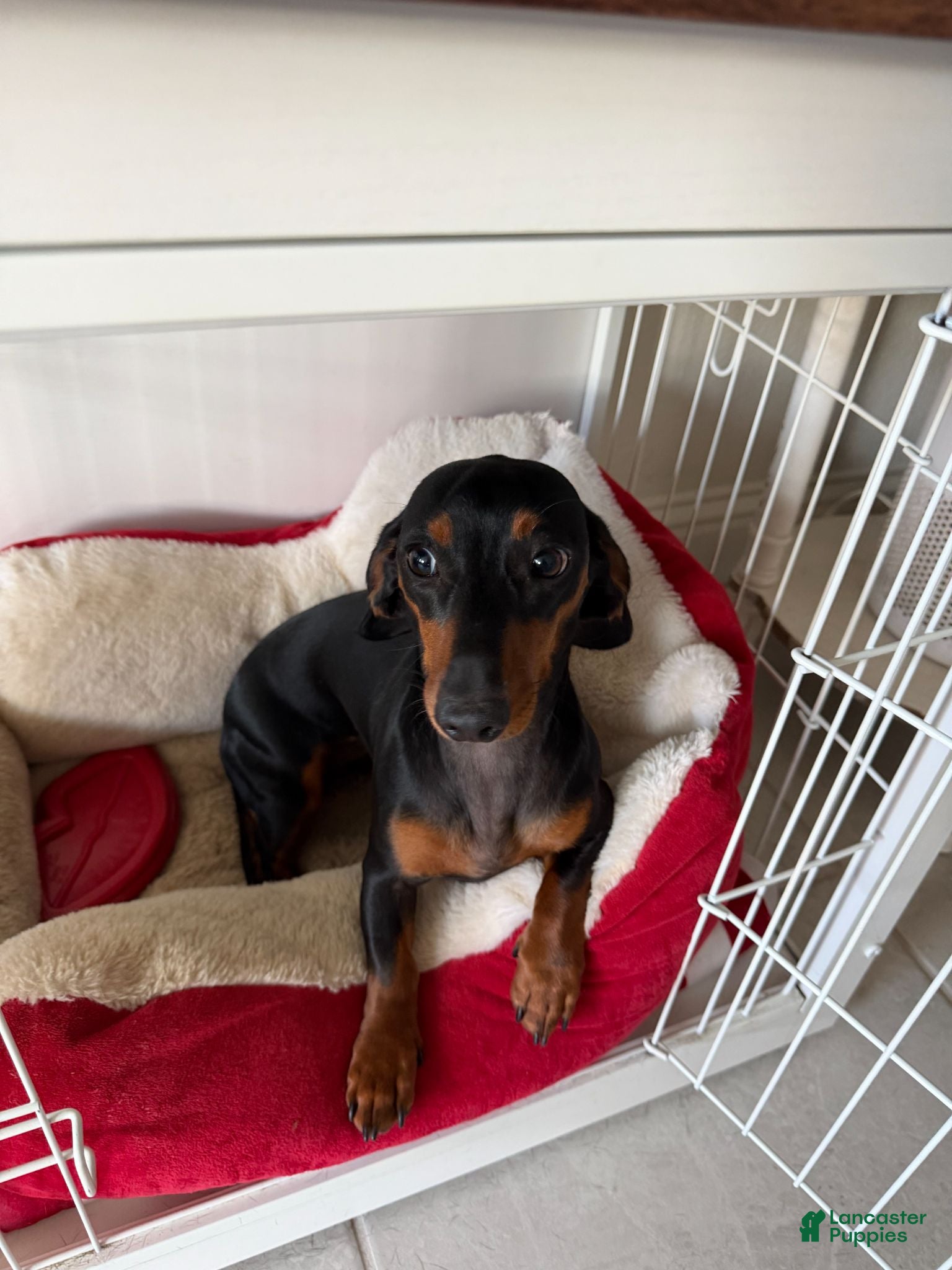 Dachshund dogs Dachshund 1 - Ad 15