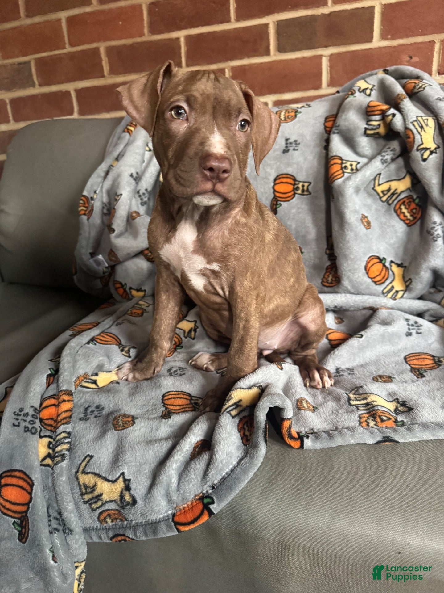 American Pit Bull Terrier (American Pit Bull Terrier, Female) in Hanover, PA