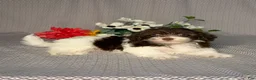 Havapoo dogs for sale: Eva - Ad 4