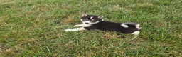 Shiba Inu dogs for sale: Tulip - Ad 4
