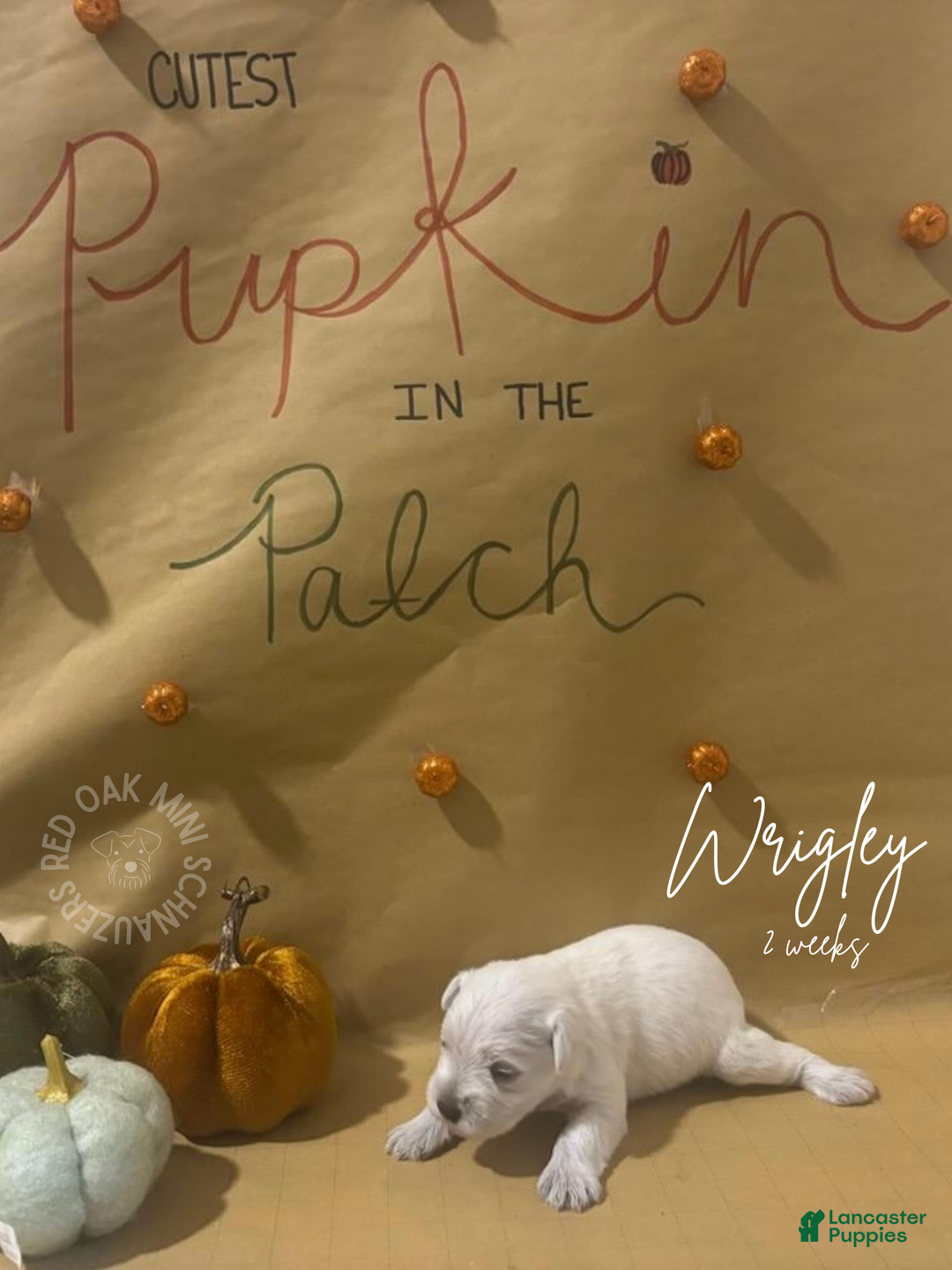 Miniature Schnauzer dogs for sale: Miniature Schnauzer Puppy 1 - Ad 3