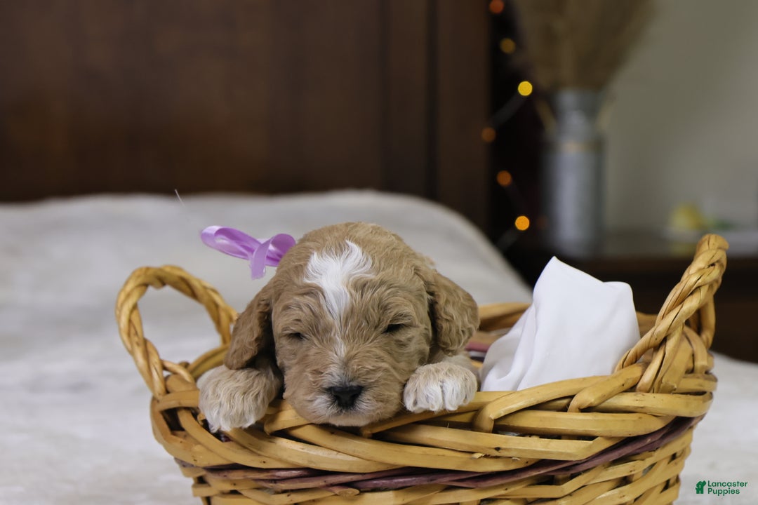 Goldendoodle dogs for sale: Holly - Ad 2