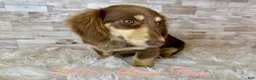 Miniature Dachshund dogs for sale: Haven - Ad 8