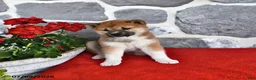 Shiba Inu dogs for sale: Maggie - Ad 4