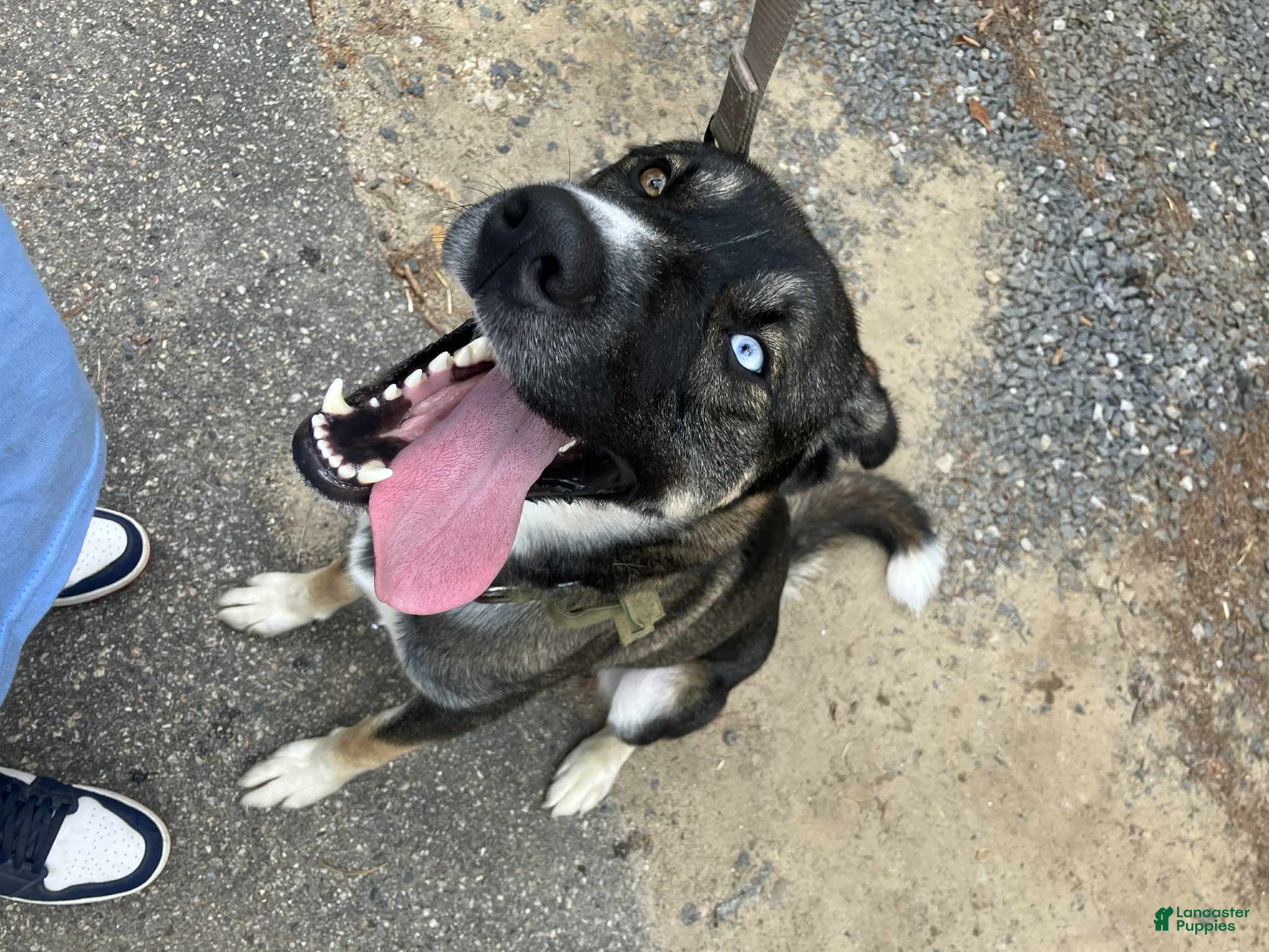 Mixed Breed dogs Rollo - Ad 2