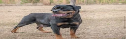 Rottweiler dogs for sale: Rottweiler Puppy 1 - Ad 5