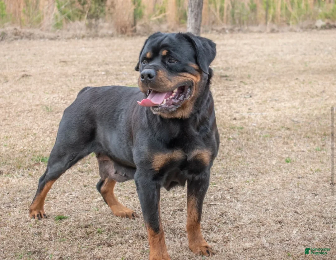 Rottweiler dogs for sale: Rottweiler Puppy 1 - Ad 5