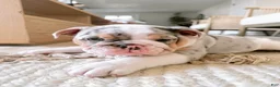 English Bulldog dogs for sale: English Bulldog Puppy 7 - Ad 7