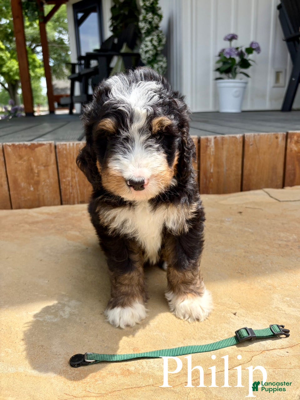 Bernedoodle dogs Philip - Ad 1