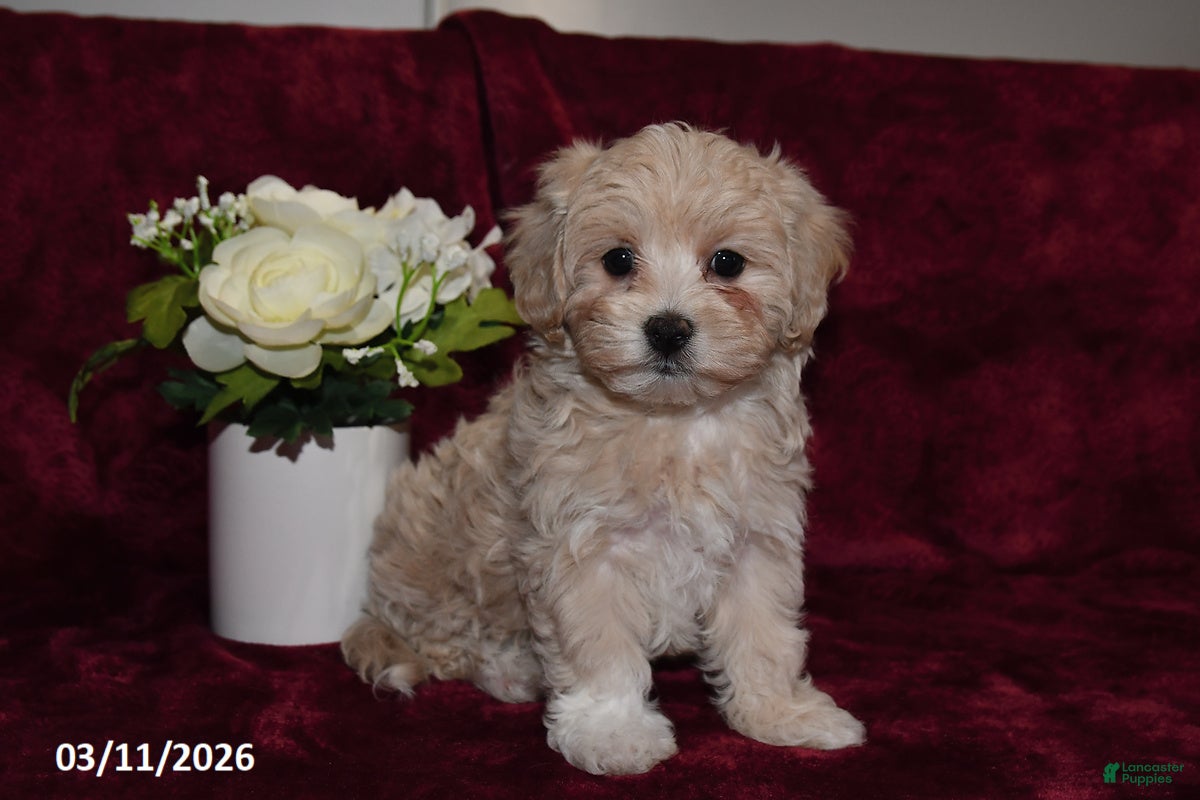 Maltipoo dogs Ellie - Ad 1