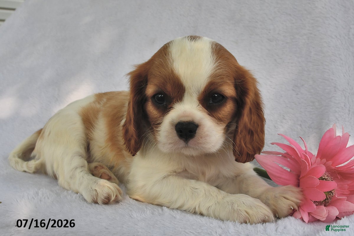 Cavalier King Charles Spaniel dogs Sally  - Ad 1
