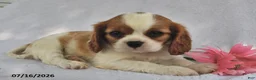 Cavalier King Charles Spaniel dogs for sale: Sally  - Ad 1