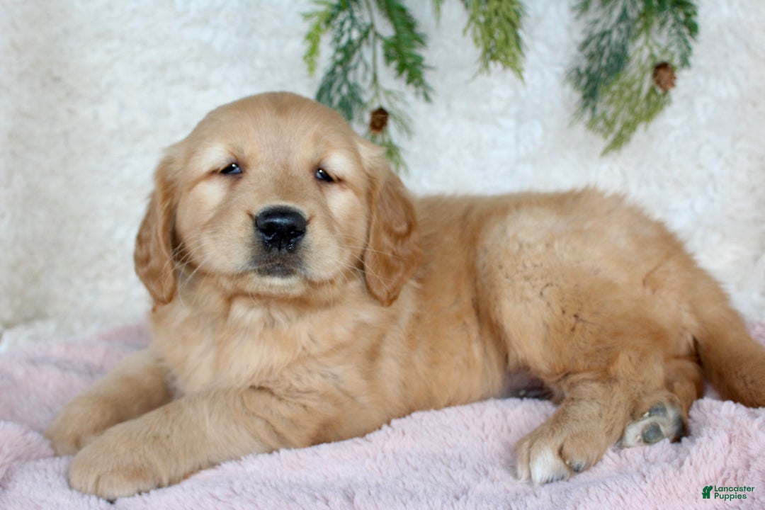 Golden Retriever dogs for sale: Goldie - Ad 1