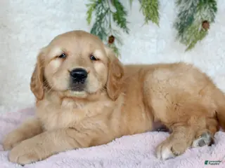 Golden Retriever dogs Goldie - Ad 20