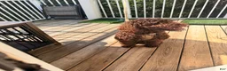 Goldendoodle dogs for sale: Goldendoodle 7 - Ad 3