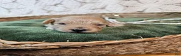 Mini Goldendoodle dogs for sale: Nutmeg - Ad 8