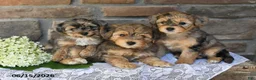 Yorkiepoo dogs for sale: Oakley - Ad 3