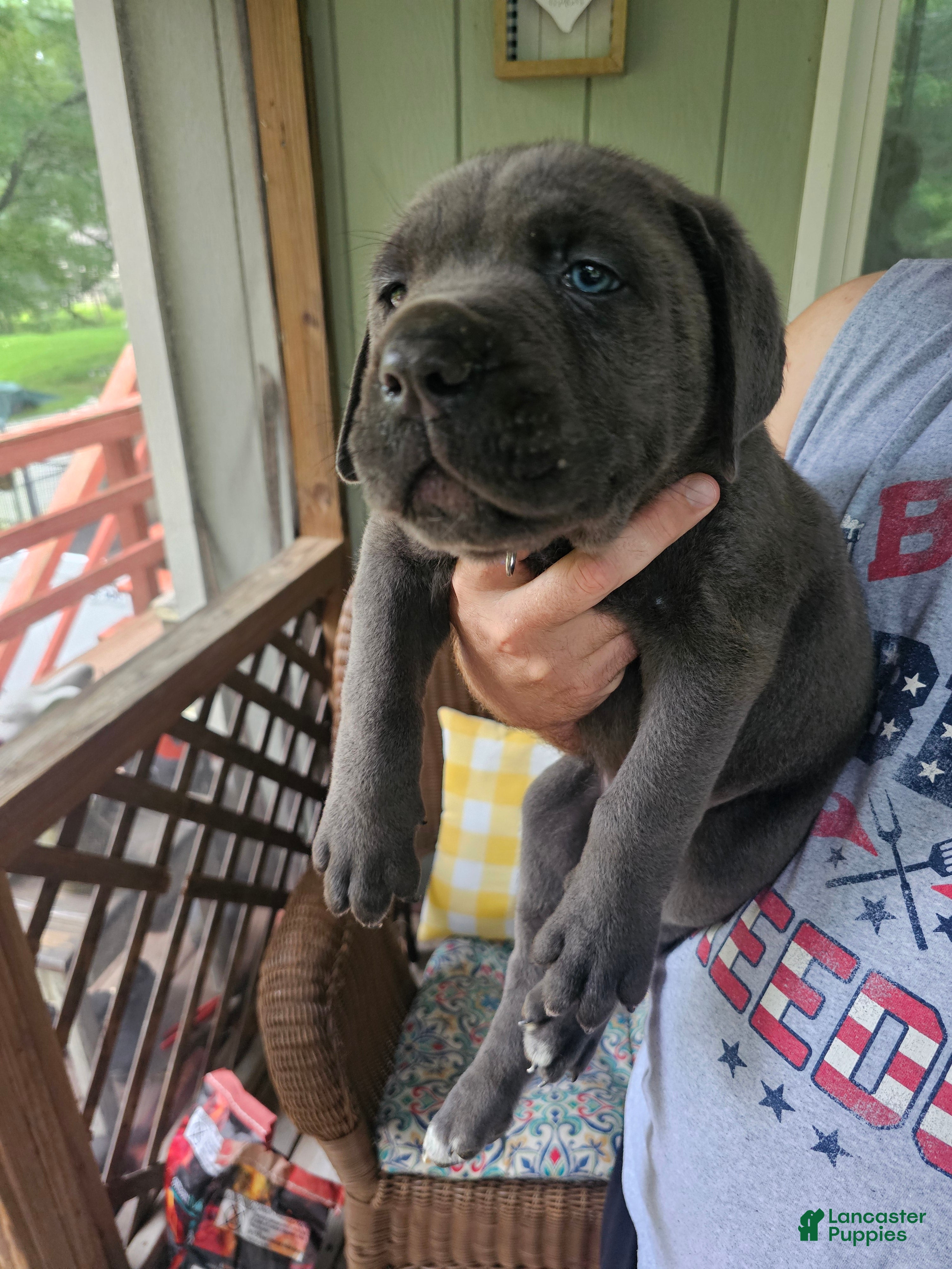 Cane Corso dogs for sale: Diesel - Ad 1