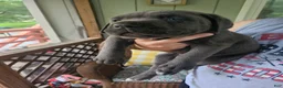 Cane Corso dogs for sale: Diesel - Ad 1